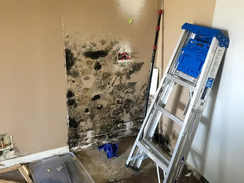 Wall with extensive black mold damage next to a metal ladder and scattered tools. mold remediation