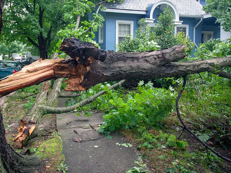 Large fallen tree blocking a sidewalk in front of a blue house. storm damage restoration